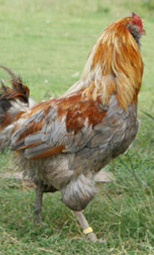 animal